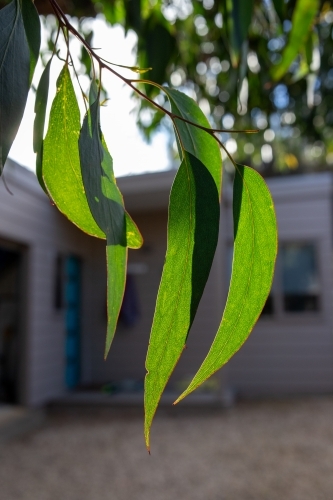 Eucalypt leaves in front of house - Australian Stock Image