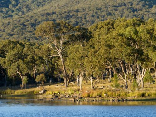Eucalypt trees on the edge of a blue water lake - Australian Stock Image