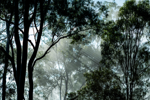 Eucalypt trees with fog and sun rays - Australian Stock Image