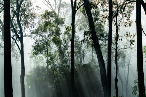 Eucalypt trees with fog and sun rays - Australian Stock Image