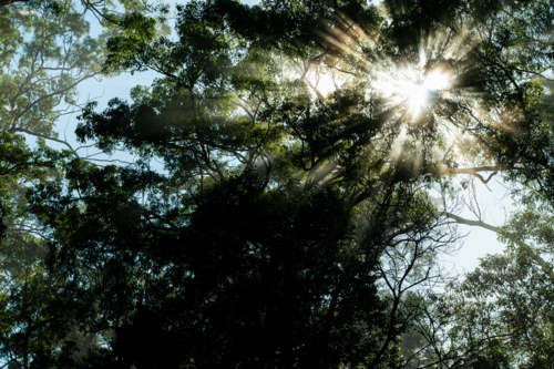 Eucalypt trees with fog and sun rays - Australian Stock Image