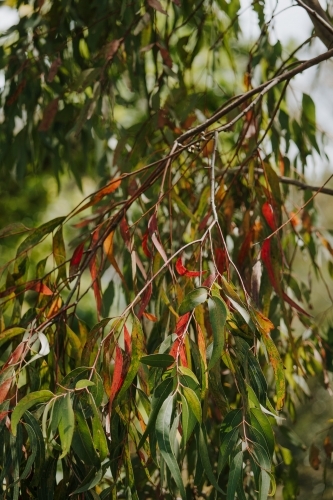 Eucalyptus foliage with red and green leaves - Australian Stock Image