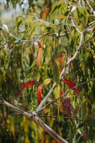 Eucalyptus foliage with red and green leaves - Australian Stock Image