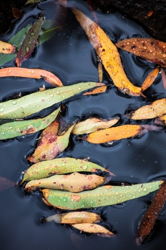 Eucalyptus/gum leaves floating on a pool of darkly stained water - Australian Stock Image