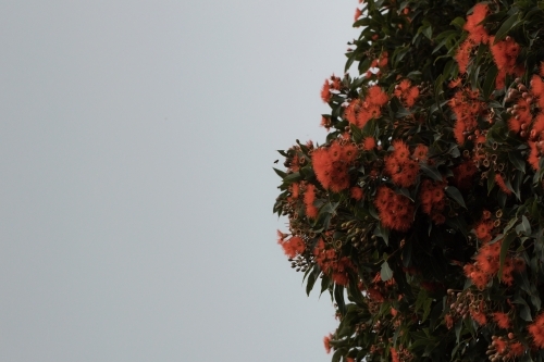 eucalyptus gum tree with red flowers being visited by a bee - Australian Stock Image