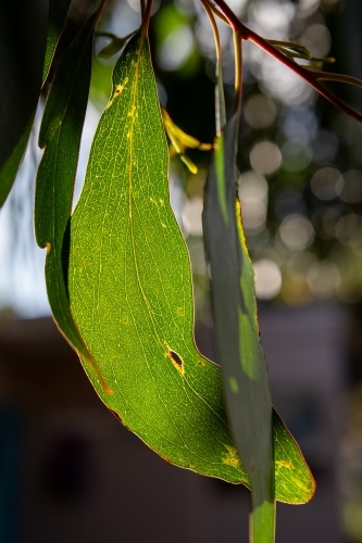 Eucalyptus obliqua leaf - Australian Stock Image