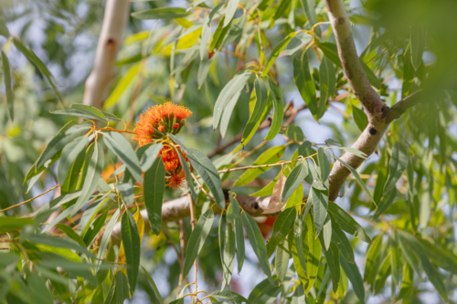 Eucalyptus phoenicea - orange flower on Scarlet Gum tree - Australian Stock Image