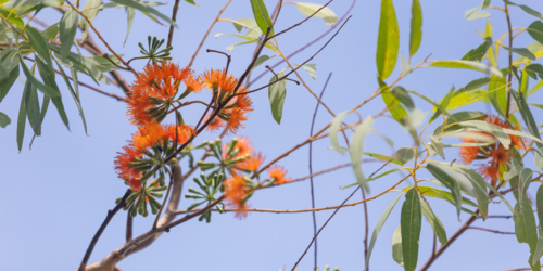 Eucalyptus phoenicea - orange flower on Scarlet Gum tree - Australian Stock Image