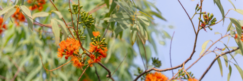Eucalyptus phoenicea - orange flower on Scarlet Gum tree - Australian Stock Image