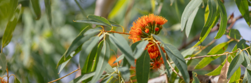 Eucalyptus phoenicea - orange flower on Scarlet Gum tree - Australian Stock Image