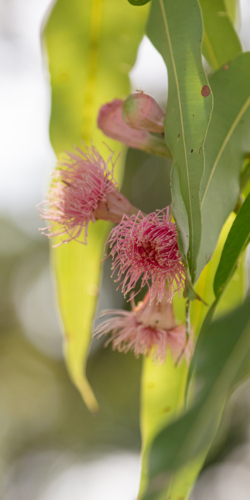 Eucalyptus - Swamp Bloodwood with pink red flowers - Australian Stock Image