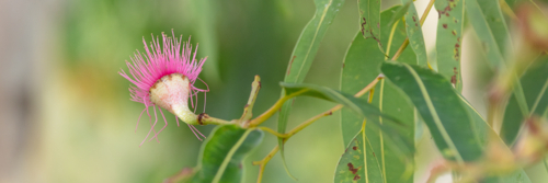 Eucalyptus - Swamp Bloodwood with pink red flowers - Australian Stock Image