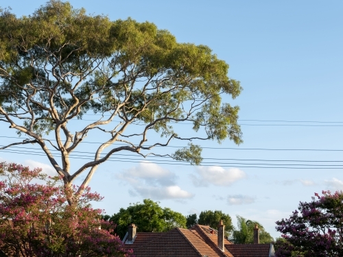 Eucalyptus tree and power line over suburban roof - Australian Stock Image