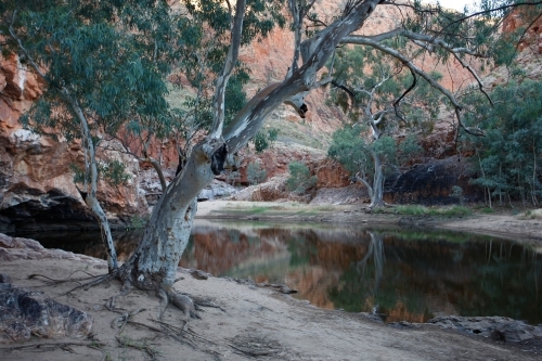 Eucalyptus tree at large waterhole in Northern Territory - Australian Stock Image