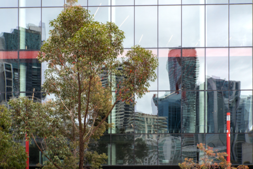 Eucalyptus tree in front of glass city building with other buildings reflected in the glass - Australian Stock Image