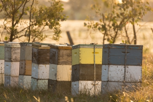 evening sunlight with beehives - Australian Stock Image