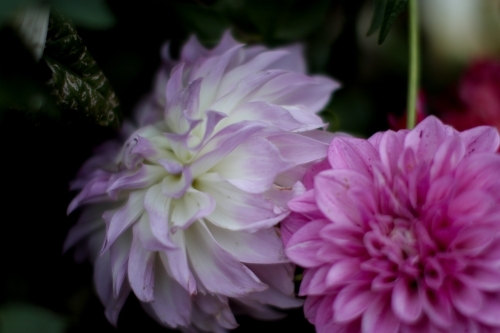 Extreme close up of pink and purple chrysanthemums - Australian Stock Image