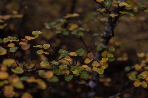 Fagus leaves changing colour - Australian Stock Image