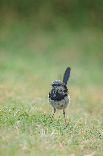 Fairy Wren - Australian Stock Image