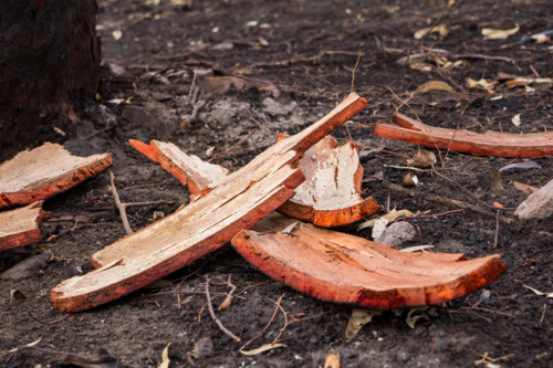 fallen bark on ground after the bushfire - Australian Stock Image