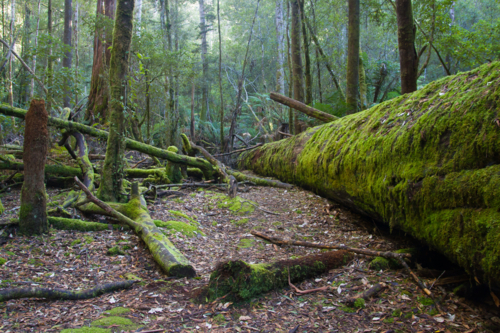 Fallen trees covered in moss in Mt Field, Tasmania, Australia - Australian Stock Image