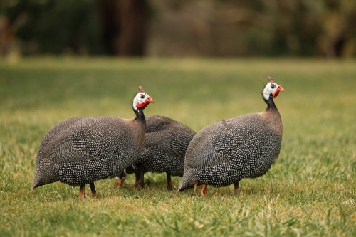 Family of guineafowl grazing on the grass - Australian Stock Image