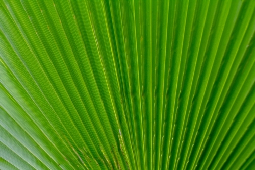 Fan palm close up - Australian Stock Image