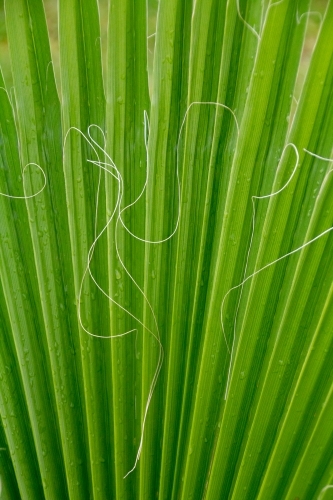 fan palm detail - Australian Stock Image