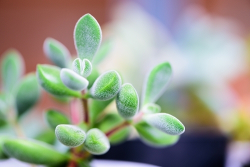 Fantastic multicolored succulent plant background - Australian Stock Image