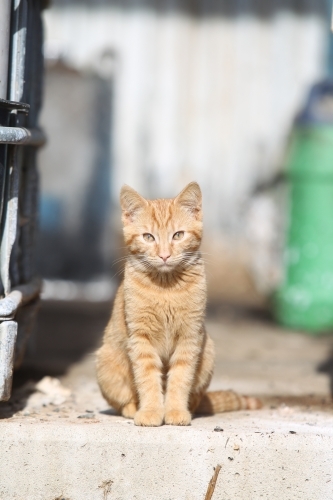 Farm cat looking directly at camera - Australian Stock Image