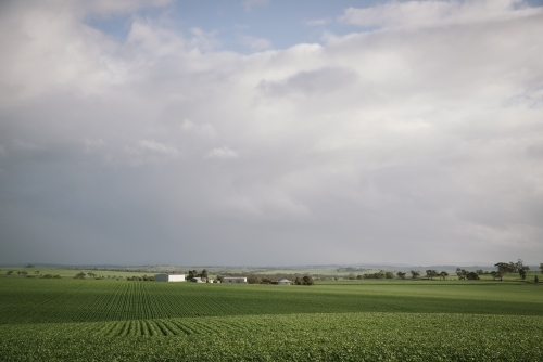 Farm house, sheds and cereal crop in the Avon Valley of Western Australia - Australian Stock Image