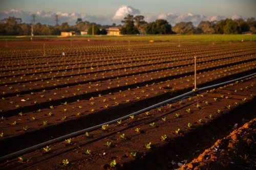 farm with newly planted crops at sunset with golden light - Australian Stock Image