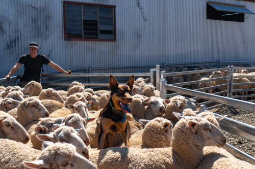 Farmer and a kelpie working the sheep. - Australian Stock Image