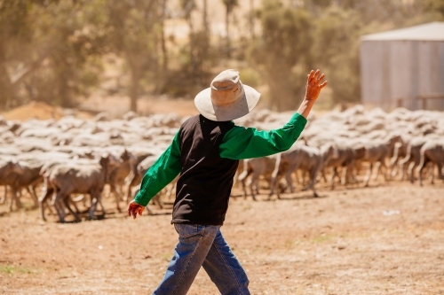 Farmer and Sheep - Australian Stock Image