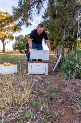 Farmer checking a beehive without a suit - Australian Stock Image