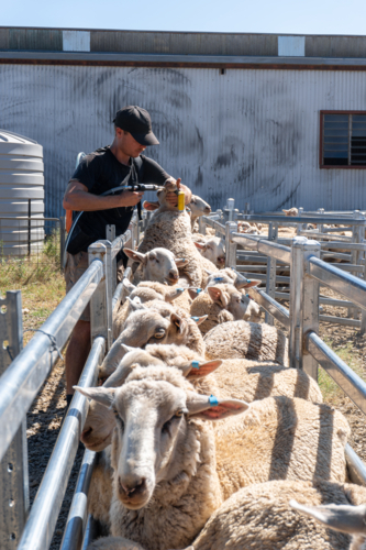 Farmer drenching sheep - Australian Stock Image