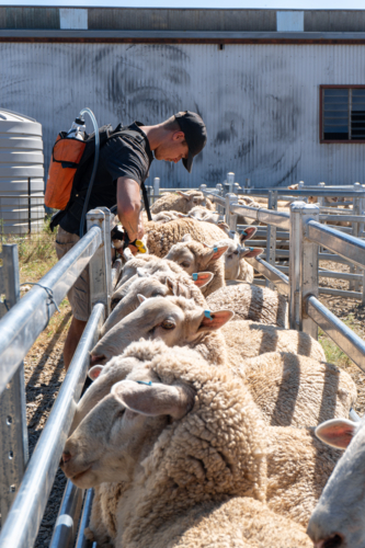 Farmer drenching sheep in the race - Australian Stock Image