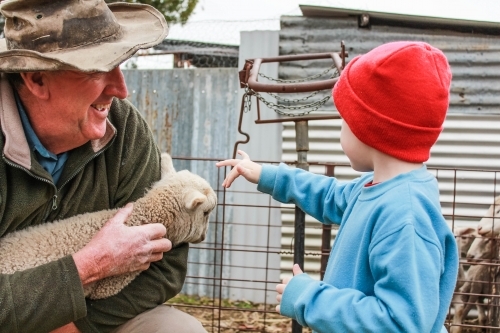 Farmer holding lamb with young child patting lamb's head