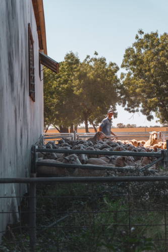 Farmer in the sheep yards, by the shearing shed - Australian Stock Image
