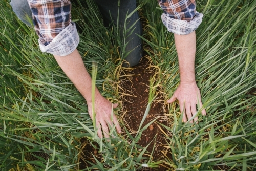 Farmer inspecting cereal crop in the Wheatbelt of Western Australia - Australian Stock Image