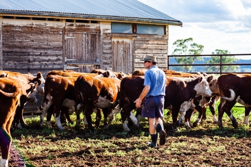 Farmer sorting the cows in cattle yard - Australian Stock Image