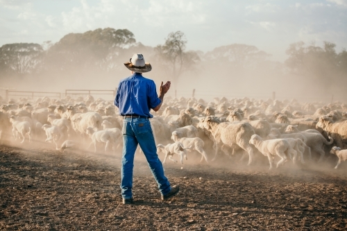 farmer standing near a flock of sheep - Australian Stock Image