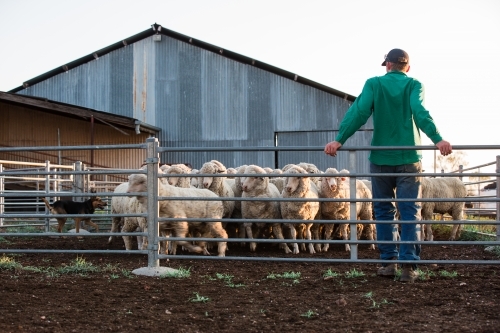 Farmer watching the sheep in the  yard - Australian Stock Image