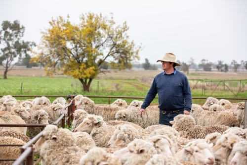 Farmer with sheep in the yards - Australian Stock Image