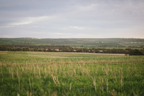 Farming landscape in the Avon Valley region of Western Australia - Australian Stock Image