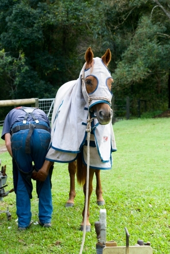 Farrier bending over to shoe a horse - Australian Stock Image