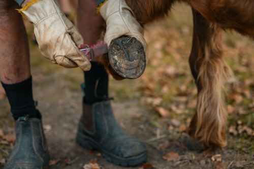 Farrier holding up horse's foot to display shoe - Australian Stock Image