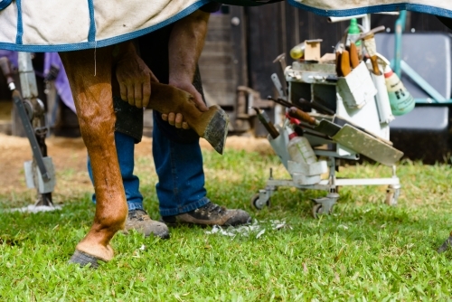 Farrier with tool box shoeing a horse - Australian Stock Image