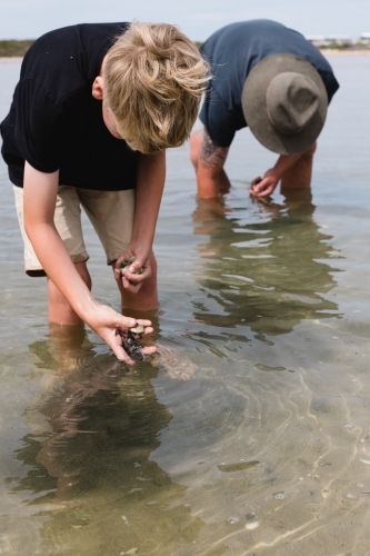 Father and Son digging for mud cockles in water - Australian Stock Image