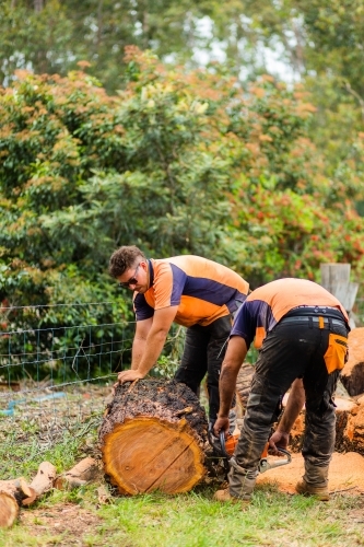 Father son duo working together on job - tree felling and cutting up logs - Australian Stock Image